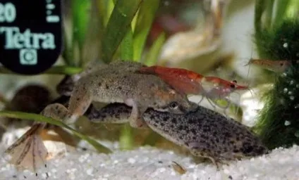 Жаба карликова (hymenochirus boettgeri) (карликова) Жаба карликова (hymenochirus boettgeri)
