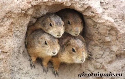 лугові собачки