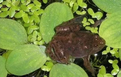 Жаба карликова (hymenochirus boettgeri) (жаба) Жаба карликова (hymenochirus boettgeri)