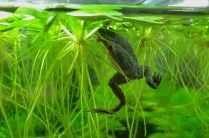 Жаба карликова (hymenochirus boettgeri) (boettgeri) Жаба карликова (hymenochirus boettgeri)