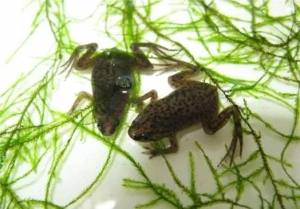 Жаба карликова (hymenochirus boettgeri) (boettgeri) Жаба карликова (hymenochirus boettgeri)