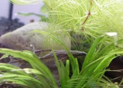 Жаба карликова (hymenochirus boettgeri) (boettgeri) Жаба карликова (hymenochirus boettgeri)
