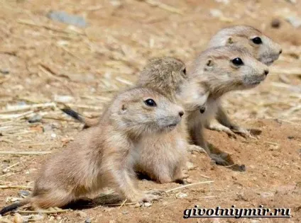 лугові собачки