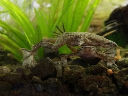 Жаба карликова (hymenochirus boettgeri) (жаба) Жаба карликова (hymenochirus boettgeri)