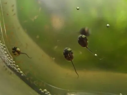 Жаба карликова (hymenochirus boettgeri) (карликова) Жаба карликова (hymenochirus boettgeri)