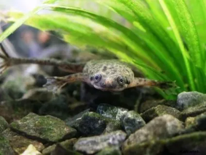Жаба карликова (hymenochirus boettgeri) (карликова) Жаба карликова (hymenochirus boettgeri)