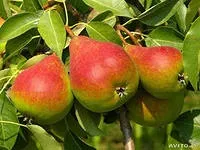 Маски для обличчя з трав