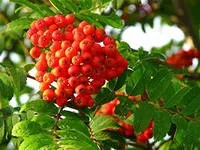 Маски для обличчя з трав