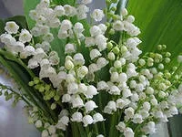 Маски для обличчя з трав