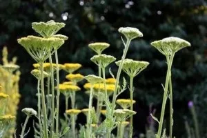 Маски з деревію, я лечу сама