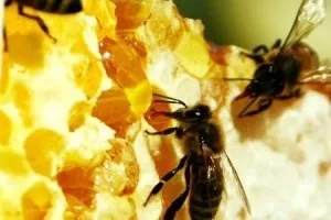 Маска з воску для особи влаштовуємо домашній салон краси (маска віск бджолиний особа шкіра рецепт) Маска з воску для особи влаштовуємо домашній салон краси