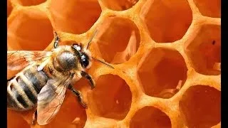 Маска для обличчя з бджолиного воску (особи) Маска для обличчя з бджолиного воску