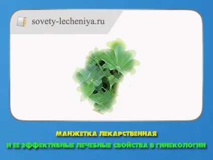 Манжета лікарська і її ефективні лікувальні властивості в гінекології (гінекології) Манжета лікарська і її ефективні лікувальні властивості в гінекології
