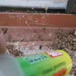 Дрібні мурашки в квартирі як позбутися від них (позбутися) Дрібні мурашки в квартирі як позбутися від них
