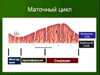 Матковий цикл, гінекологія