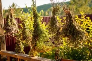 Міома матки лікування народними засобами (матки) Міома матки лікування народними засобами
