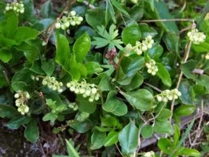 Міома матки лікування народними засобами (матки) Міома матки лікування народними засобами