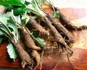 Міома матки лікування народними засобами (міома) Міома матки лікування народними засобами