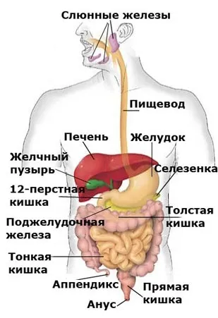 механізм травлення