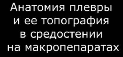 Межплевральное проміжки