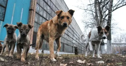Ми кричали, але люди розбігалися, як таргани! »Двох дітей врятувала ... зграя бродячих собак (люди) Ми кричали, але люди розбігалися, як таргани! »Двох дітей врятувала ... зграя бродячих собак