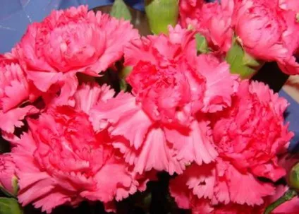 Багаторічна гвоздика периста, вона ж махрова гвоздика вирощування і догляд (гвоздика) Багаторічна гвоздика периста, вона ж махрова гвоздика вирощування і догляд