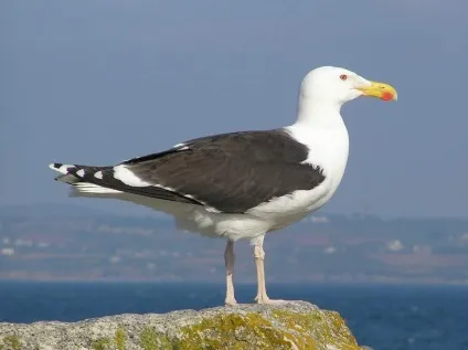 морська чайка