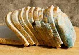 Чи можна годувати курей несучок хлібом поради та рекомендації від фермерів (несучок) Чи можна годувати курей несучок хлібом поради та рекомендації від фермерів