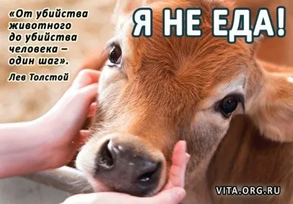 Чи можна їсти собачатину і чи правда, що вона корисна (собаче м'ясо) Чи можна їсти собачатину і чи правда, що вона корисна