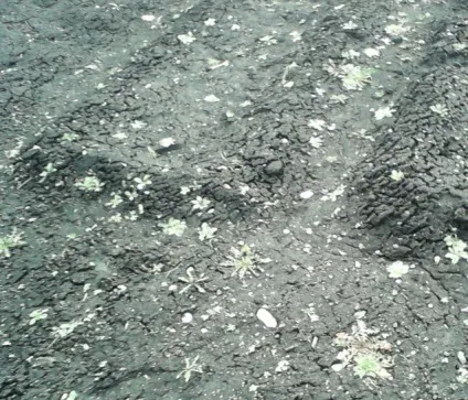 Чи можна вносити в город шлак від вугілля, 7yalife (7yalife) Чи можна вносити в город шлак від вугілля, 7yalife