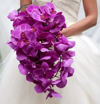 Чи можна тримати орхідеї будинку прикмети і забобони, квітникар-консалтинг
