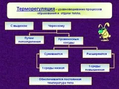 Порушення терморегуляції, симптоми, причини, надання першої допомоги (терморегуляції) Порушення терморегуляції, симптоми, причини, надання першої допомоги