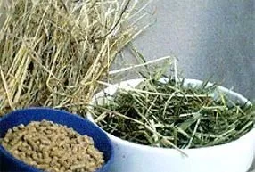 Народна боротьба з арахноїдитом, нехай не болить (арахноїдитом) Народна боротьба з арахноїдитом, нехай не болить