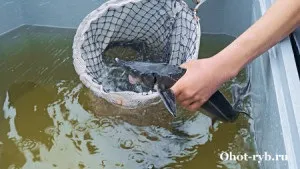 На що ловити осетра важливі поради та рекомендації, полювання та риболовля (ловити) На що ловити осетра важливі поради та рекомендації, полювання та риболовля