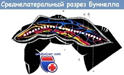 Напрямки ліній Лангера на кисті (напрямки ліній Лангера на кисті) Напрямки ліній Лангера на кисті