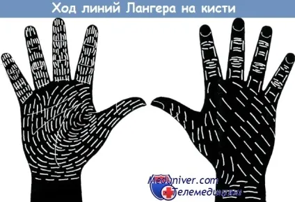 Напрямки ліній Лангера на кисті (напрямки) Напрямки ліній Лангера на кисті
