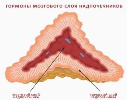 Наднирники де розташовані, фото, симптоми захворювань у чоловіків і роль органів (розташовані) Наднирники де розташовані, фото, симптоми захворювань у чоловіків і роль органів