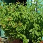 Чи не оплачуйте вбивство Енакіевосі (туласі) Чи не оплачуйте вбивство Енакіевосі