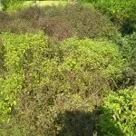 Чи не оплачуйте вбивство Енакіевосі (оплачуйте) Чи не оплачуйте вбивство Енакіевосі