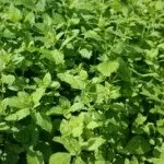 Чи не оплачуйте вбивство Енакіевосі (вбивство) Чи не оплачуйте вбивство Енакіевосі
