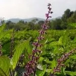 Чи не оплачуйте вбивство Енакіевосі (туласі) Чи не оплачуйте вбивство Енакіевосі