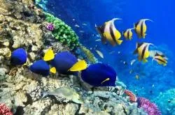 Натяжні стелі у ванній фотодрук фото, неповторні варіанти оформлення широкоформатний друк (стелі) Натяжні стелі у ванній фотодрук фото, неповторні варіанти оформлення широкоформатний друк