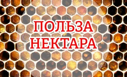 Незаперечна користь нектару для здоров'я, лікування нектаром (користь) Незаперечна користь нектару для здоров'я, лікування нектаром