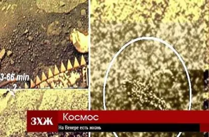 На Венері є життя