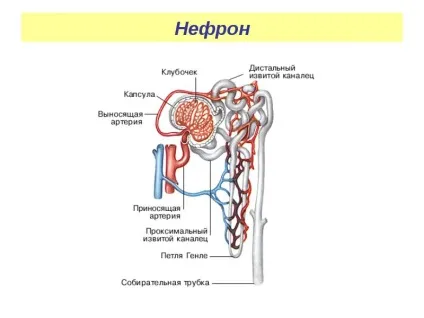 Нефрон нирки, нирковий каналець, петля Генле, судини, епітелій нефрона (нирки) Нефрон нирки, нирковий каналець, петля Генле, судини, епітелій нефрона