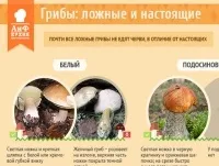 Не впевнений - не бери! Експерт про те, як правильно вибирати гриби, кухня, аргументи і факти (впевнений) Не впевнений - не бери! Експерт про те, як правильно вибирати гриби, кухня, аргументи і факти
