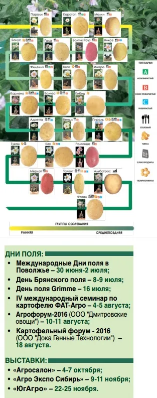 Nqrika вибираємо перспективні сорти - журнал - картопляна система (що) Nqrika вибираємо перспективні сорти - журнал - картопляна система