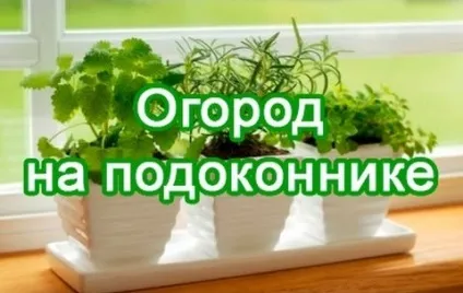 Не вистачило літа - вирощуємо овочі в квартирі (вирощуємо) Не вистачило літа - вирощуємо овочі в квартирі