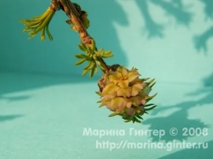 Неймовірно! Модрина цвіте!