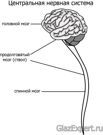 Ністагм очей що це, причини, види, діагностика і лікування (очей) Ністагм очей що це, причини, види, діагностика і лікування